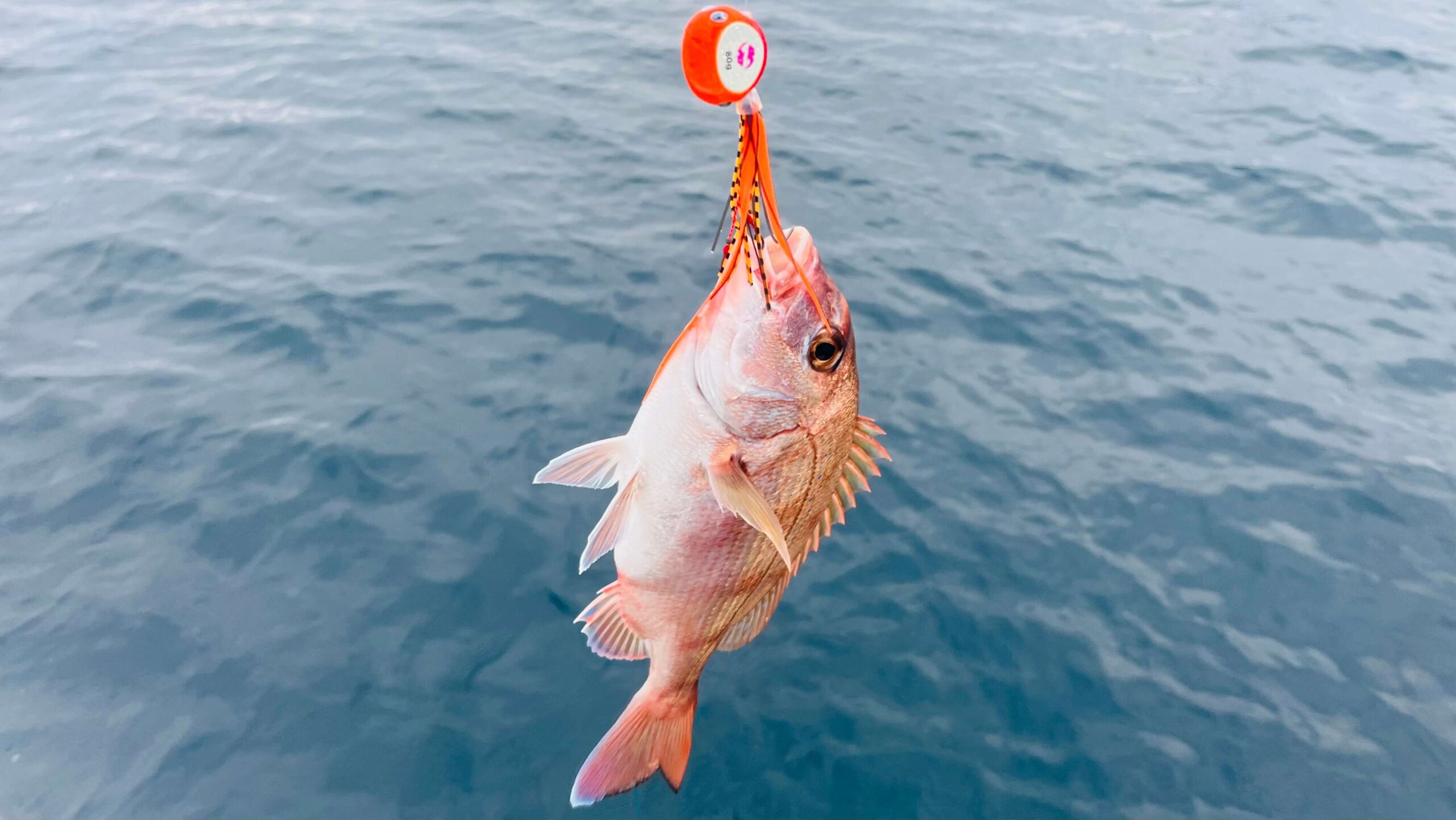 タイラバおすすめ】紅牙ベイラバーフリーβ｜特徴と比較 | 釣りとかける